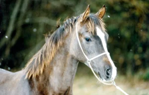 Photo de ABYSS, pur-sang arabe passé au Haras de la Chataignière - Des Aubus