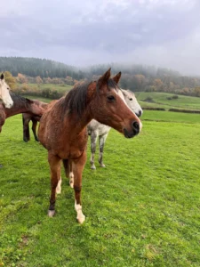 Photo de ADONIS DES AUBUS, pur-sang arabe passé au Haras de la Chataignière - Des Aubus
