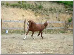 Photo de AINHOA BELDEBEL, pur-sang arabe passé au Haras de la Chataignière - Des Aubus