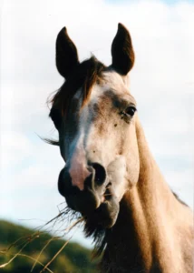 Photo de AINHOA EMBELLIE, pur-sang arabe passé au Haras de la Chataignière - Des Aubus