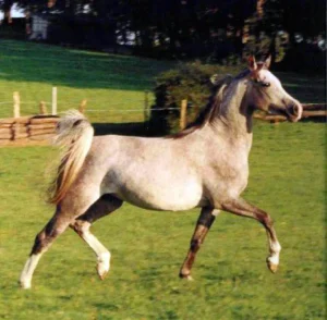 Photo de AINHOA ENSENIA, pur-sang arabe passé au Haras de la Chataignière - Des Aubus