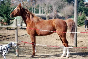 Photo de AINHOA LYDIAN, pur-sang arabe passé au Haras de la Chataignière - Des Aubus