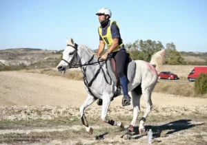 Photo de AKIRA DES AUBUES, pur-sang arabe passé au Haras de la Chataignière - Des Aubus