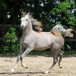 Photo de ALHAD THAAL DES AUBUS, pur-sang arabe passé au Haras de la Chataignière - Des Aubus