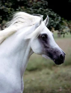 Photo de ALTAIR DES SABLES, pur-sang arabe passé au Haras de la Chataignière - Des Aubus