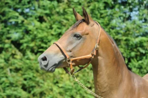 Photo de ALTAMAR NEDJI, pur-sang arabe passé au Haras de la Chataignière - Des Aubus