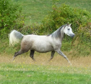 Photo de ANGELAH DES AUBUES, pur-sang arabe passé au Haras de la Chataignière - Des Aubus