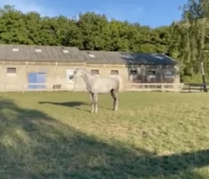 Photo de ANGELIA DES AUBUES, pur-sang arabe passé au Haras de la Chataignière - Des Aubus