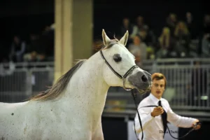 Photo de ANGELIKAH (GBR), pur-sang arabe passé au Haras de la Chataignière - Des Aubus
