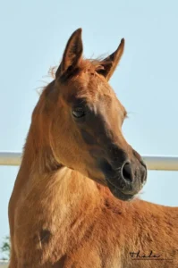 Photo de ANGELINAH DES AUBUES, pur-sang arabe passé au Haras de la Chataignière - Des Aubus