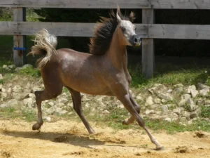 Photo de ANGY DES AUBUS, pur-sang arabe passé au Haras de la Chataignière - Des Aubus