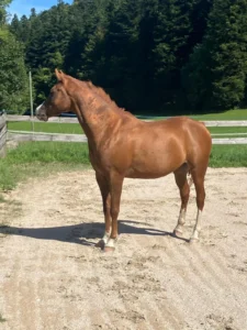 Photo de ARABHA DES AUBUS, pur-sang arabe passé au Haras de la Chataignière - Des Aubus