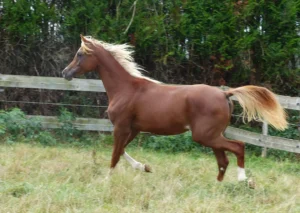 Photo de AS DES AUBUS, pur-sang arabe passé au Haras de la Chataignière - Des Aubus