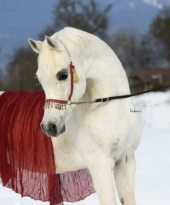 Photo de AS SINANS PACHA (BEL), pur-sang arabe passé au Haras de la Chataignière - Des Aubus