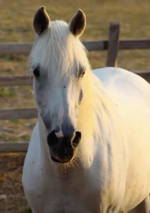 Photo de ASKESHIA, pur-sang arabe passé au Haras de la Chataignière - Des Aubus