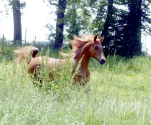 Photo de ASTANA DES AUBUES, pur-sang arabe passé au Haras de la Chataignière - Des Aubus