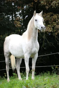 Photo de ASTRA DES AUBUS, pur-sang arabe passé au Haras de la Chataignière - Des Aubus