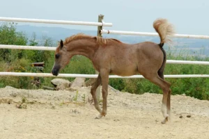 Photo de ATLANTIDE DES AUBUES, pur-sang arabe passé au Haras de la Chataignière - Des Aubus