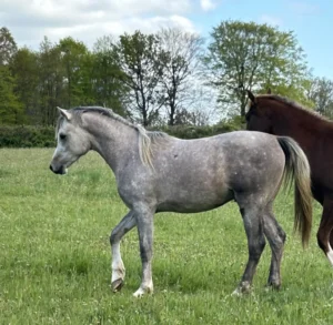 Photo de AYDAO DES AUBUS, pur-sang arabe passé au Haras de la Chataignière - Des Aubus