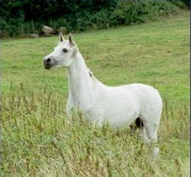 Photo de AINHOA BELLISIMA, pur-sang arabe passé au Haras de la Chataignière - Des Aubus