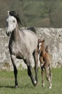 Photo de BAJKA DES AUBUES, pur-sang arabe passé au Haras de la Chataignière - Des Aubus