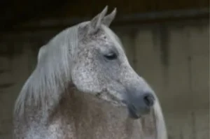 Photo de BALALAJKA DE PAWI, pur-sang arabe passé au Haras de la Chataignière - Des Aubus