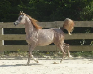 Photo de BOSS DES AUBUS, pur-sang arabe passé au Haras de la Chataignière - Des Aubus