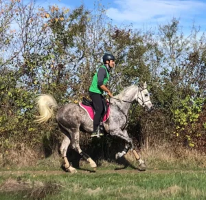 Photo de BURGOS DES AUBUS, pur-sang arabe passé au Haras de la Chataignière - Des Aubus