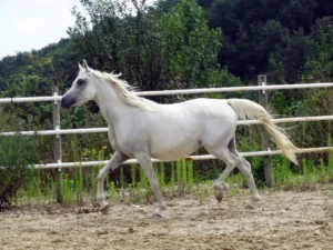 Photo de BURVUJA (ESP), pur-sang arabe passé au Haras de la Chataignière - Des Aubus