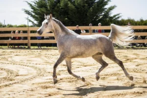 Photo de CHAMAILLE DES AUBUS, pur-sang arabe passé au Haras de la Chataignière - Des Aubus