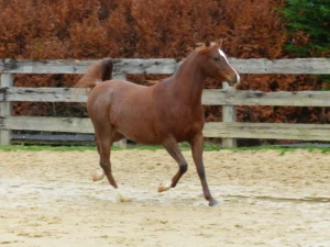 Photo de CYRUS DES AUBUS, pur-sang arabe passé au Haras de la Chataignière - Des Aubus