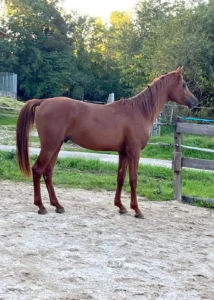Photo de DARIUS DES AUBUS, pur-sang arabe passé au Haras de la Chataignière - Des Aubus