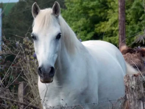 Photo de DJADOAL DES AUBUES, pur-sang arabe passé au Haras de la Chataignière - Des Aubus