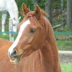 Photo de DJELNEC DES AUBUS, pur-sang arabe passé au Haras de la Chataignière - Des Aubus