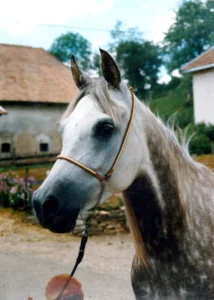 Photo de DJJEFRAL NEVA, pur-sang arabe passé au Haras de la Chataignière - Des Aubus