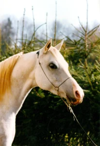 Photo de DOTCHKA DES MEURES, pur-sang arabe passé au Haras de la Chataignière - Des Aubus