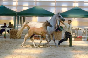 Photo de DSA WARDA DE LAFON, pur-sang arabe passé au Haras de la Chataignière - Des Aubus