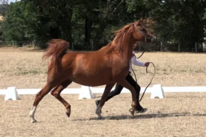 Photo de DUNIA DES AUBUES, pur-sang arabe passé au Haras de la Chataignière - Des Aubus