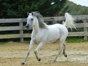 Photo de ELJE KAEL LEILA, pur-sang arabe passé au Haras de la Chataignière - Des Aubus