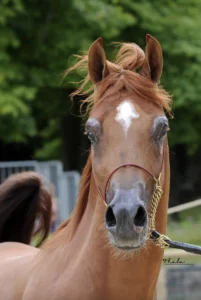 Photo de EMINEM DES AUBUS, pur-sang arabe passé au Haras de la Chataignière - Des Aubus