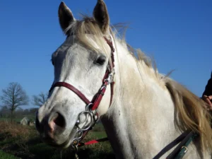 Photo de ERAGON DES AUBUS, pur-sang arabe passé au Haras de la Chataignière - Des Aubus