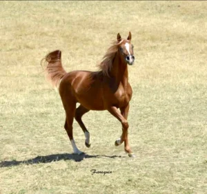 Photo de ESKAIIRA DES AUBUES, pur-sang arabe passé au Haras de la Chataignière - Des Aubus