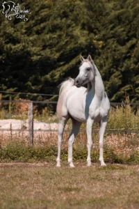 Photo de ESKHADIR DES AUBUS, pur-sang arabe passé au Haras de la Chataignière - Des Aubus
