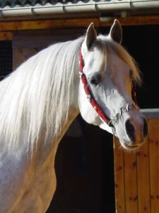 Photo de ESS OTERO (BEL), pur-sang arabe passé au Haras de la Chataignière - Des Aubus