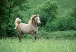 Photo de ESTA DYKTA DES AUBUES, pur-sang arabe passé au Haras de la Chataignière - Des Aubus