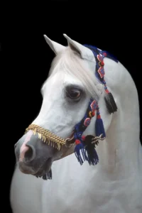 Photo de ESTA ESPLANAN (NLD), pur-sang arabe passé au Haras de la Chataignière - Des Aubus