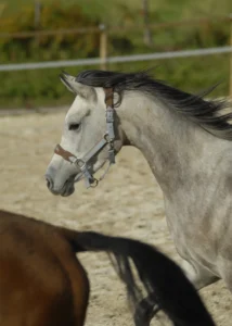 Photo de ESTA ESTRELLIA, pur-sang arabe passé au Haras de la Chataignière - Des Aubus