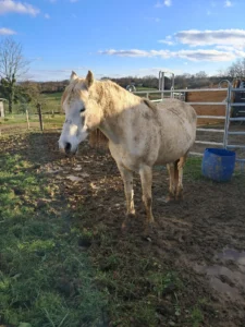 Photo de ESTA LOHAN DES AUBUS, pur-sang arabe passé au Haras de la Chataignière - Des Aubus