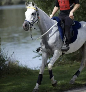Photo de ESTA SAMBA, pur-sang arabe passé au Haras de la Chataignière - Des Aubus