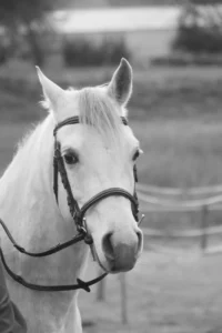 Photo de ESTAIIRO DES AUBUS, pur-sang arabe passé au Haras de la Chataignière - Des Aubus